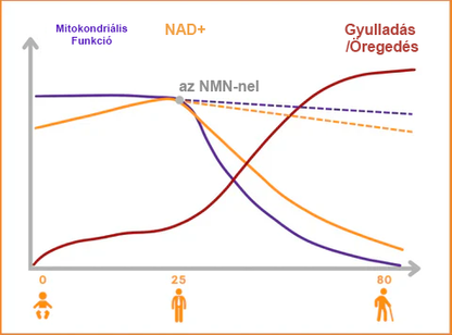 Lenreey® Méhméreg NMN Természetes Regeneráló Hüvelykapszulák💐 [Minden hüvelyi és hormonális problémára]